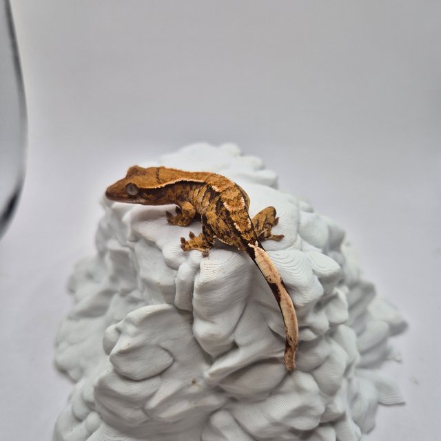 노멀 트라이 익스트림할리퀸 화이트스팟 텐저린