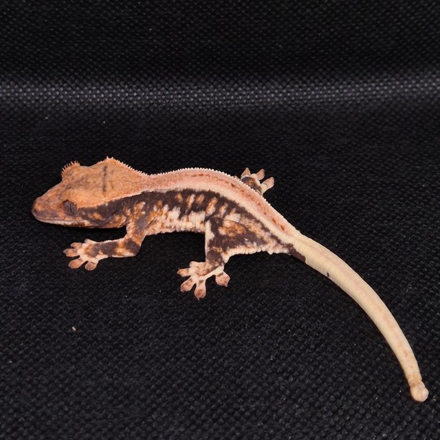 릴리화이트 트라이 핀스트라이프 쿼드 풀핀 화이트