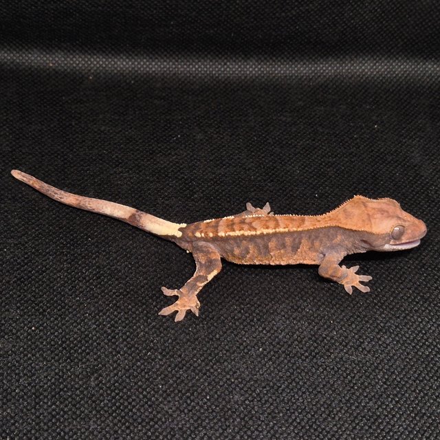 카푸치노 트라이 화이트핀 블랙 화이트 텐저린