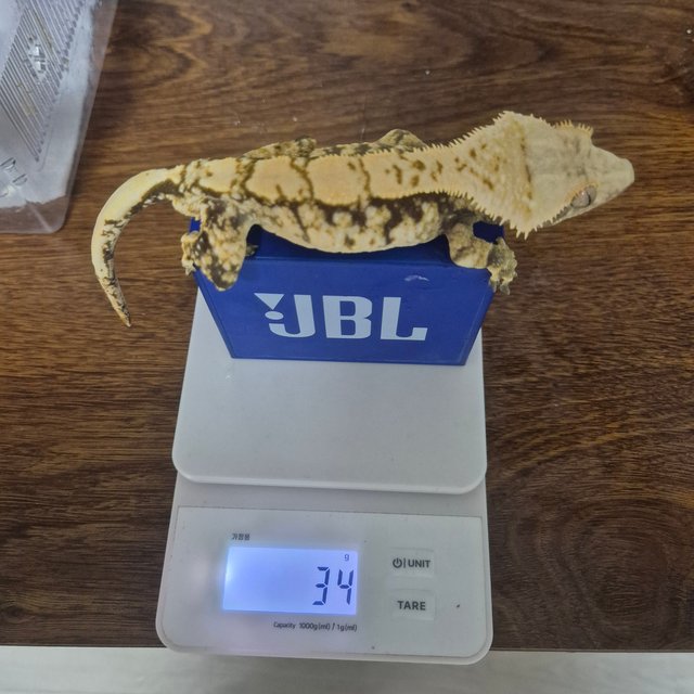 노멀 트라이 화이트스팟 익스트림할리퀸