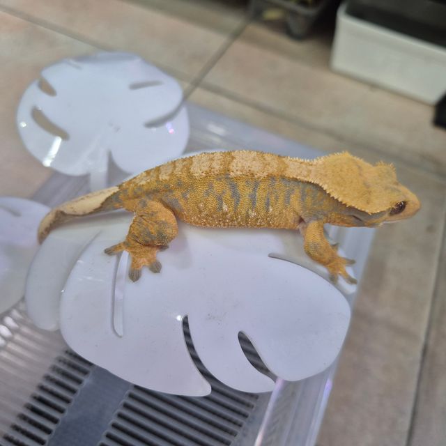 노멀 화이트포트홀 트라이 텐저린 노던버지니아 바브