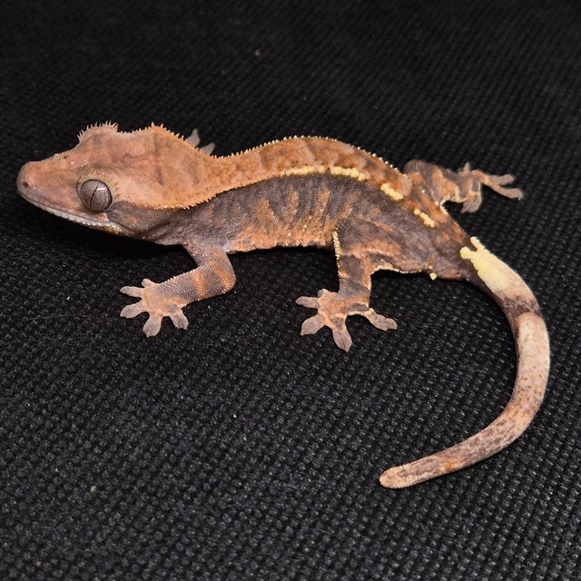 카푸치노 트라이 화이트핀 블랙 화이트 텐저린