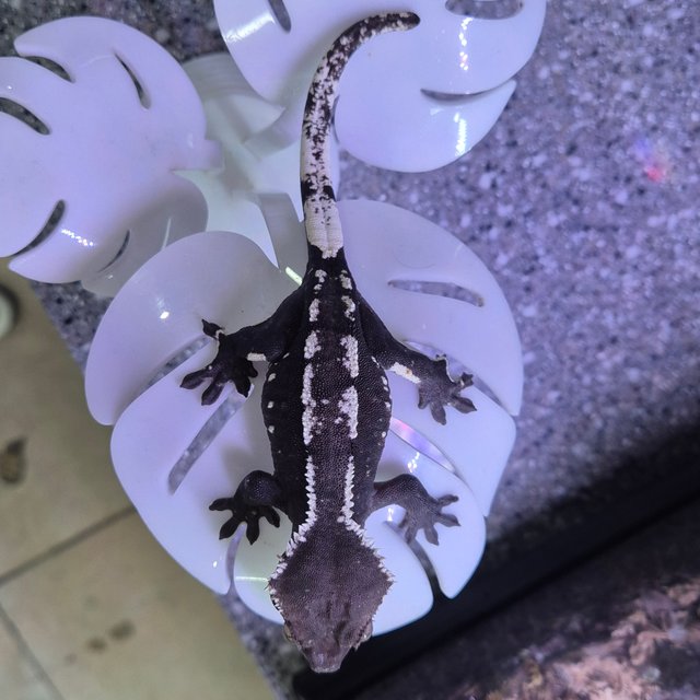 아잔틱 화이트포트홀 화이트핀 화이트스팟 블랙