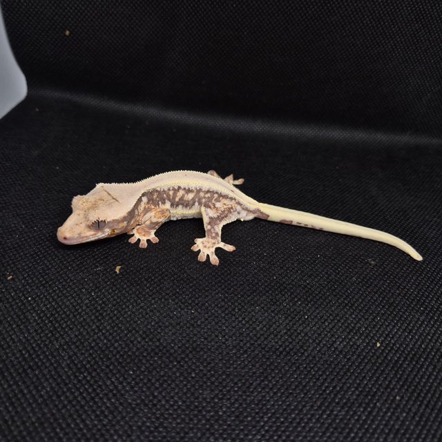 릴리화이트 솔리드백 드리피 화이트