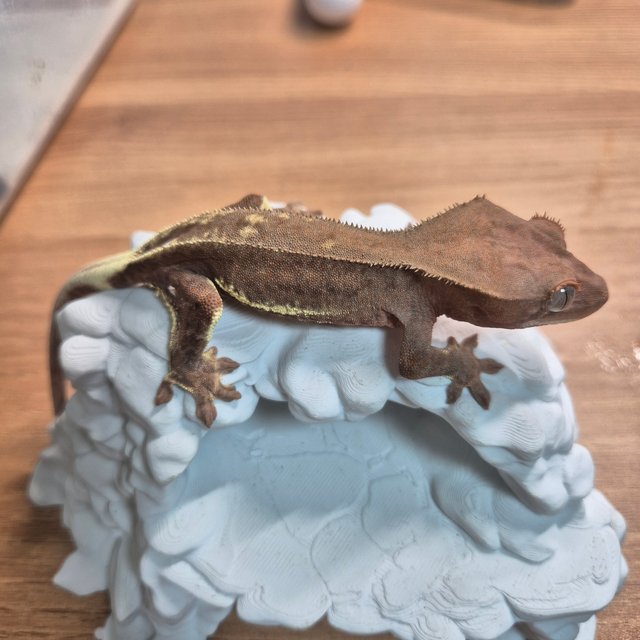 레드 팬텀 릴리화이트