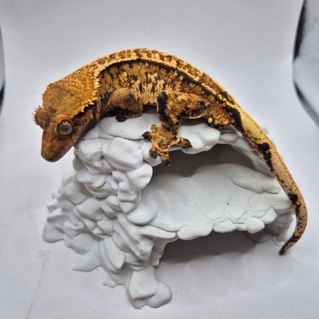 노멀 트라이 익스트림할리퀸 텐저린