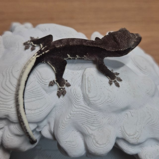 릴잔틱 팬텀 화이트스팟