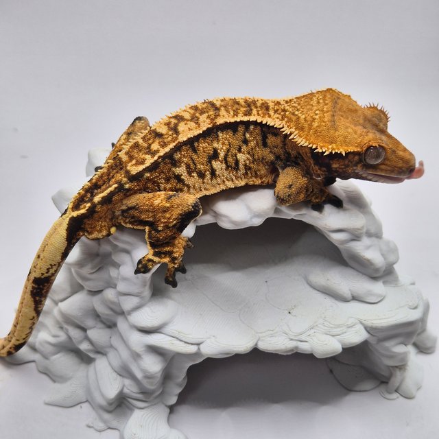 노멀 트라이 익스트림할리퀸 텐저린