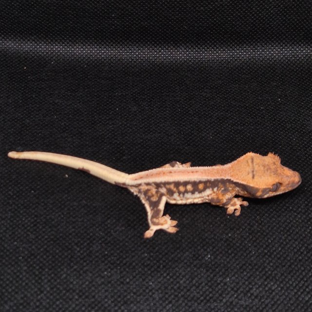 릴리화이트 트라이 핀스트라이프 쿼드 풀핀 화이트