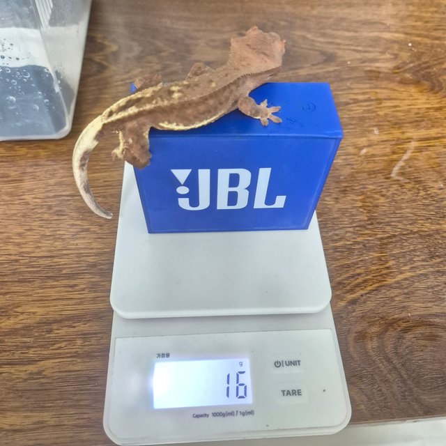 레드 팬텀 릴리화이트