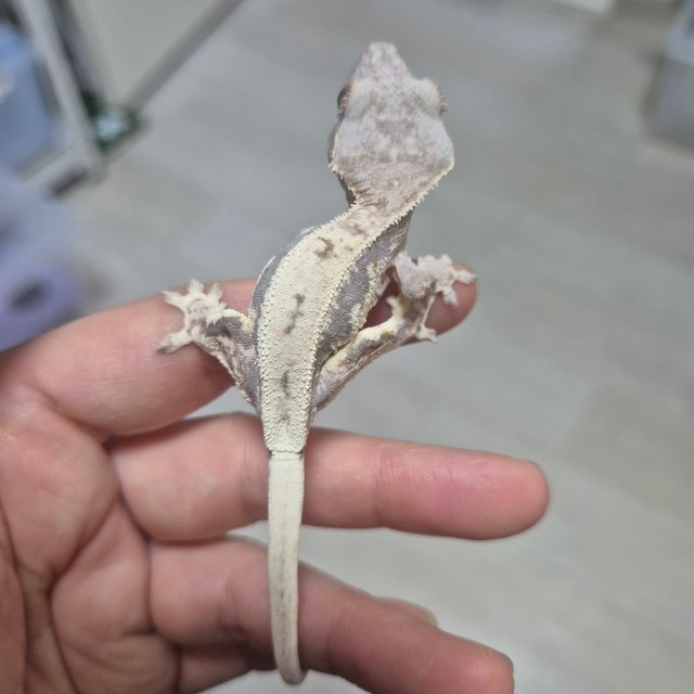 100%헷아잔틱 프라푸치노