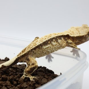 노멀 트라이 익스트림할리퀸 풀핀 핀스트라이프 화이트스팟