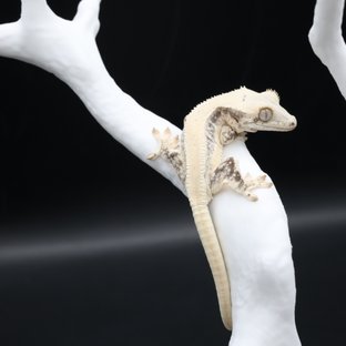 릴리화이트 화이트크라운 화이트포트홀 솔리드백 풀핀 화이트스팟