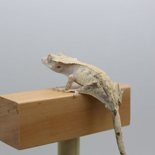 노멀 익스트림할리퀸 화이트스팟