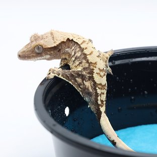 노멀 트라이 화이트포트홀 화이트핀 화이트스팟 익스트림할리퀸