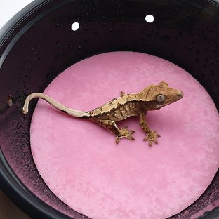 노멀 익스트림할리퀸 화이트스팟 트라이 화이트포트홀 화이트핀