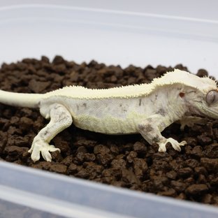 릴리화이트 화이트핀 화이트