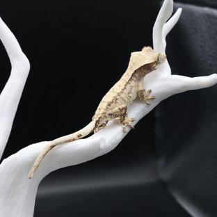 노멀 트라이 드리피 익스트림할리퀸 화이트포트홀 화이트