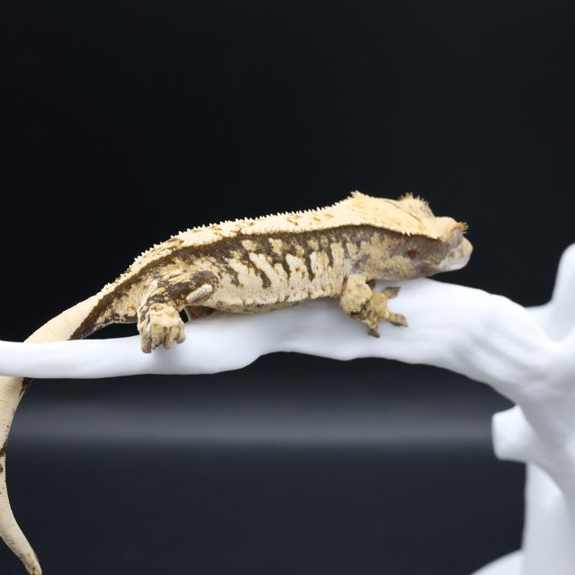 노멀 핀스트라이프 트라이 익스트림할리퀸