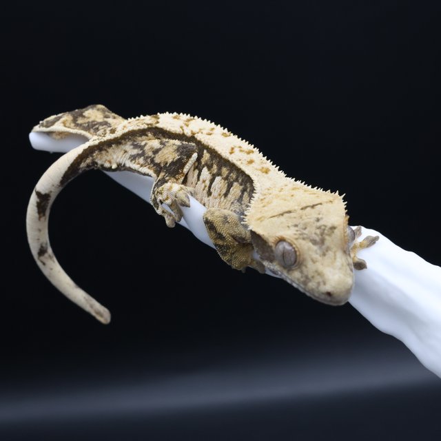 노멀 핀스트라이프 트라이 익스트림할리퀸