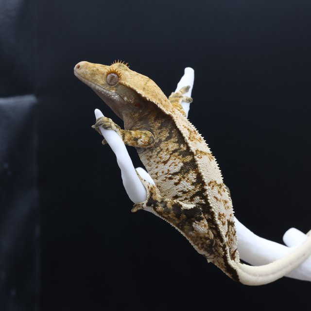 노멀 트라이 익스트림할리퀸 화이트