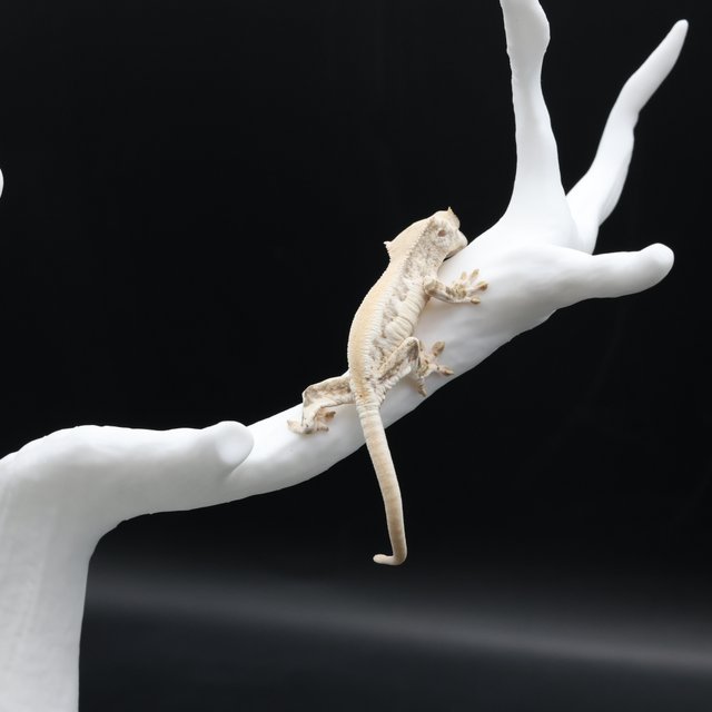 릴리화이트 솔리드백 화이트 화이트스팟