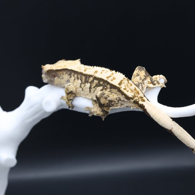 노멀 핀스트라이프 트라이 익스트림할리퀸