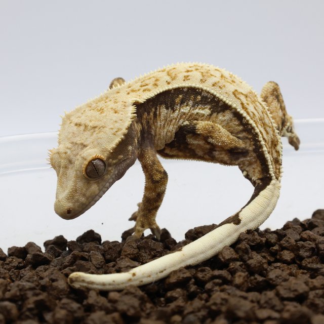 노멀 트라이 익스트림할리퀸 풀핀 핀스트라이프 화이트스팟