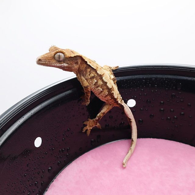 노멀 익스트림할리퀸 화이트스팟 트라이 화이트포트홀 화이트핀