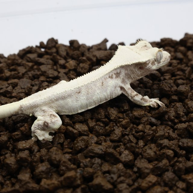 릴리화이트 화이트핀 화이트