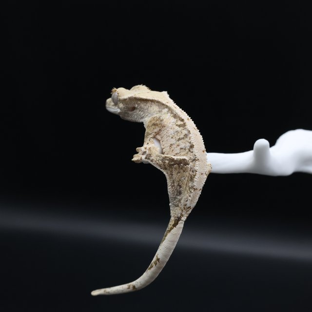 노멀 트라이 익스트림할리퀸 화이트