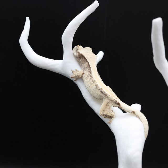 노멀 솔리드백 화이트스팟 화이트핀 화이트