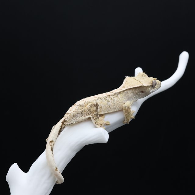 노멀 트라이 익스트림할리퀸 화이트