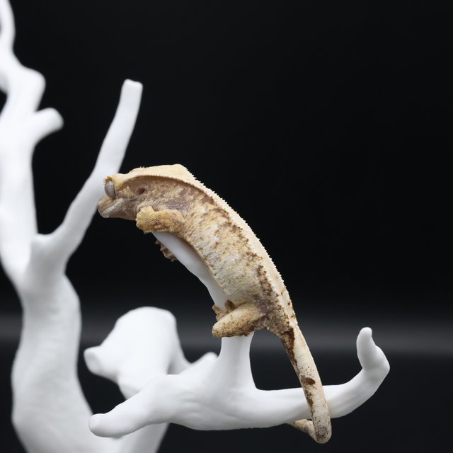 노멀 익스트림할리퀸 화이트