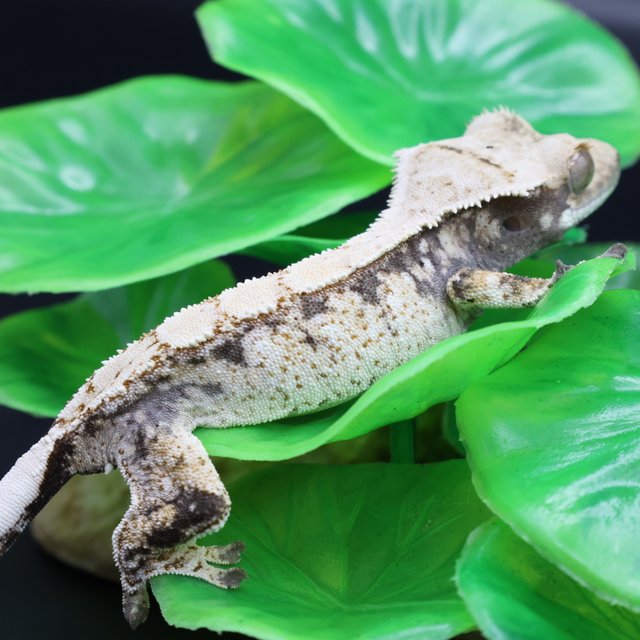 노멀 익스트림할리퀸 화이트스팟 화이트포트홀 화이트핀 화이트