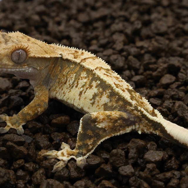 노멀 트라이 익스트림할리퀸