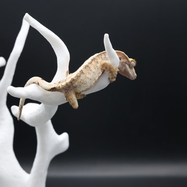 노멀 익스트림할리퀸 화이트