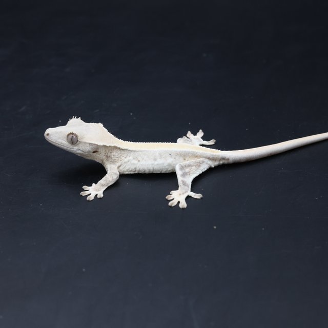 릴리화이트 솔리드백 화이트크라운 화이트