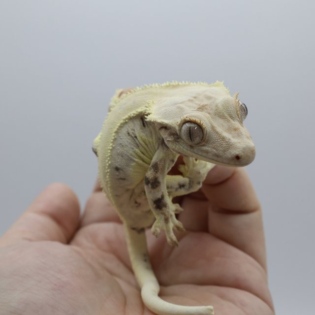 릴리화이트 화이트핀 화이트