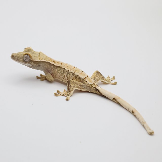 노멀 트라이 화이트핀 화이트포트홀 화이트스팟