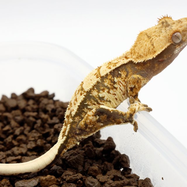 노멀 트라이 익스트림할리퀸