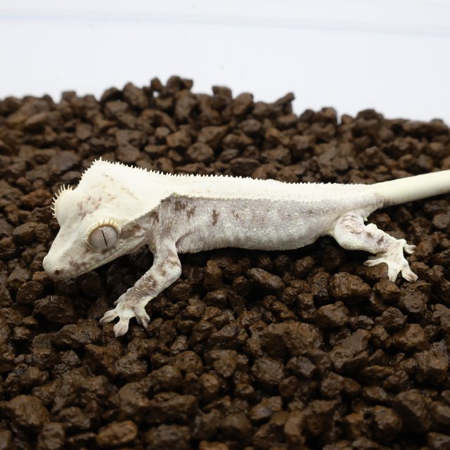 릴리화이트 화이트핀 화이트