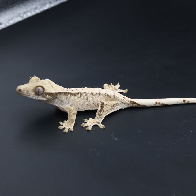 노멀 트라이 익스트림할리퀸 화이트