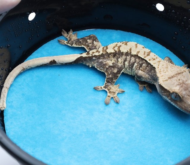 노멀 트라이 화이트포트홀 화이트핀 화이트스팟 익스트림할리퀸