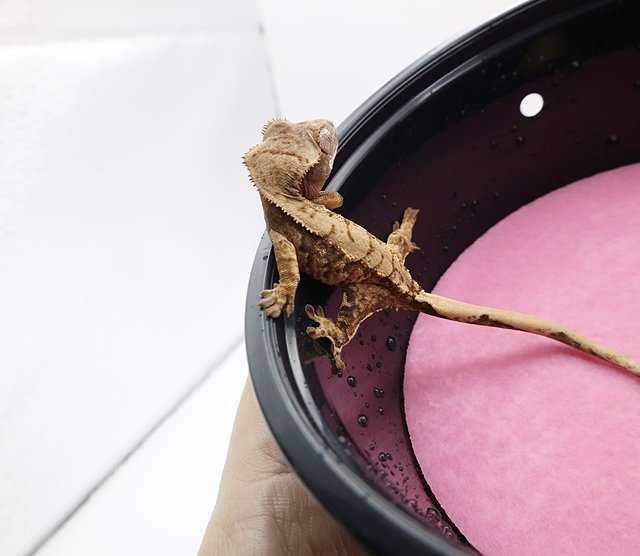 노멀 익스트림할리퀸 화이트스팟 화이트포트홀 화이트핀