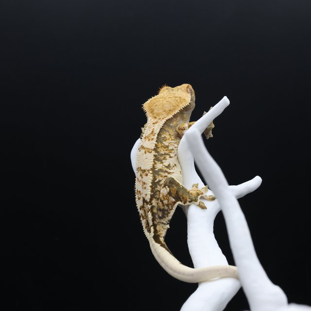 노멀 트라이 익스트림할리퀸 화이트