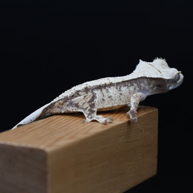 노멀 익스트림할리퀸 화이트핀