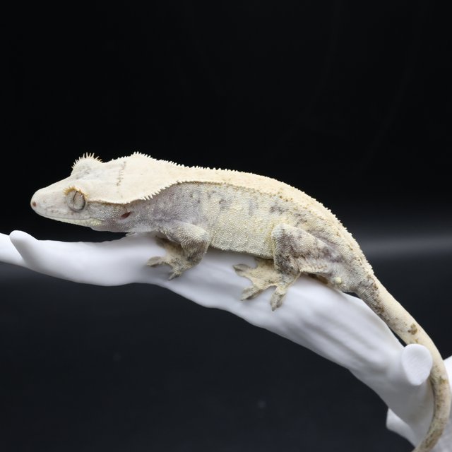 노멀 익스트림할리퀸 화이트크라운 화이트핀 화이트스팟 화이트