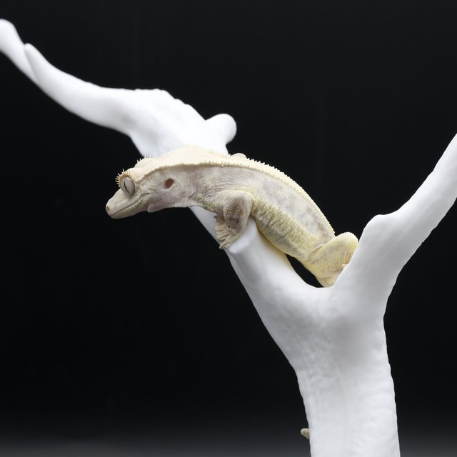 릴리화이트 화이트핀 화이트스팟 화이트