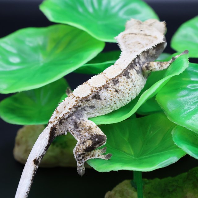 노멀 익스트림할리퀸 화이트스팟 화이트포트홀 화이트핀 화이트